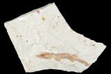 Cretaceous Fossil Shark - Hakel, Lebanon #173368-1